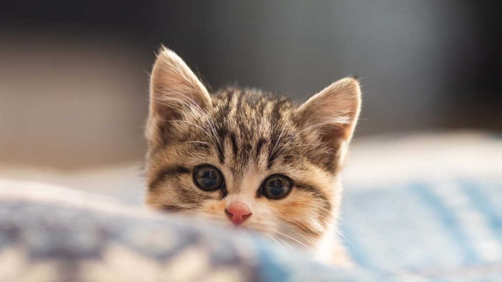 4 raisons pour lesquelles votre chat réagit à certains sons