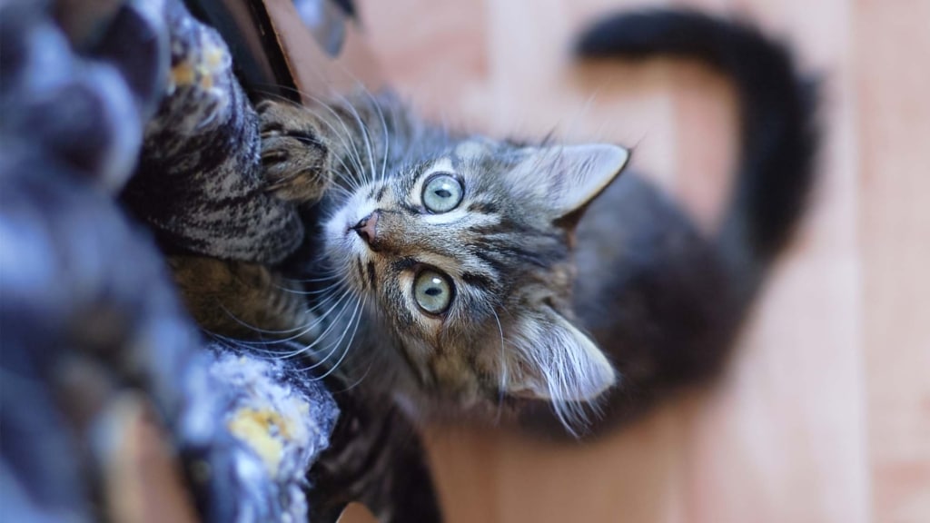 Warum Katzen deine Sachen zerkratzen und wie man es verhindern kann