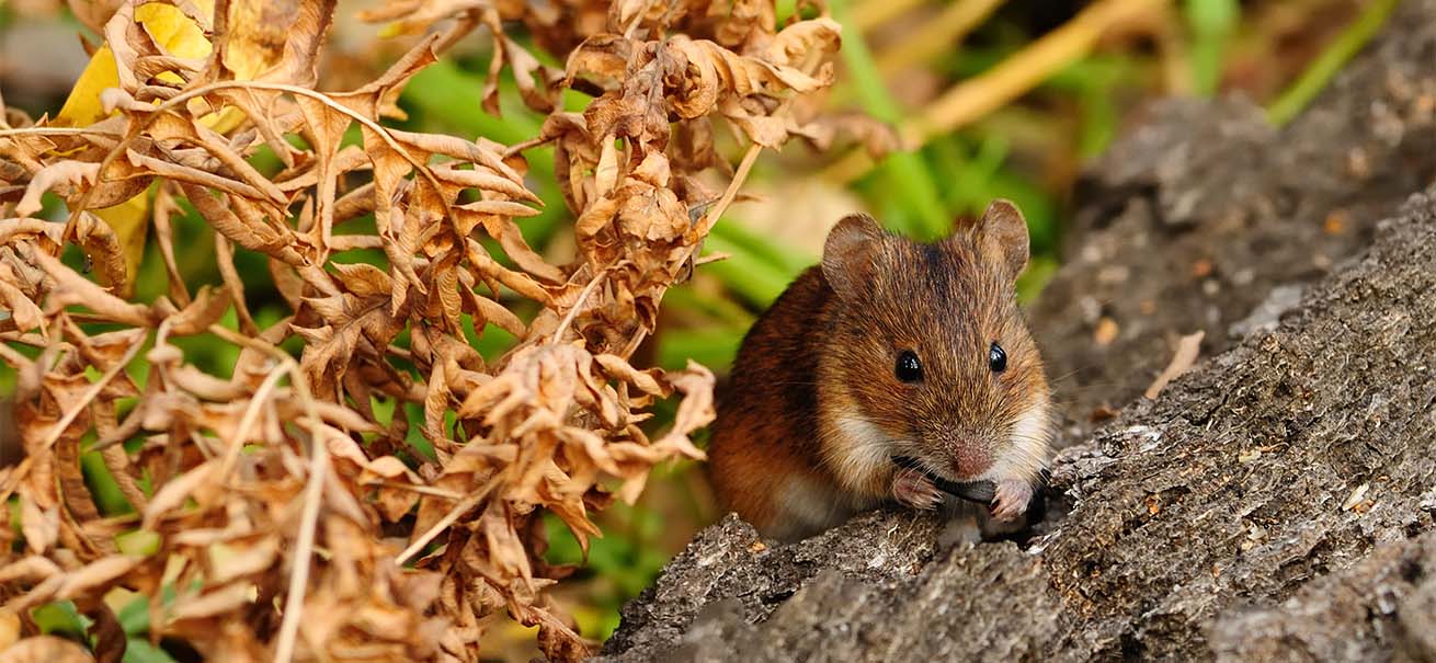 Myszy jedzą pełzające gąsienice