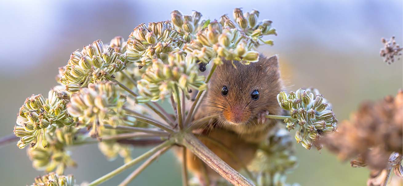 A small brown harvest mouse peeking through the clusters of a flowering plant