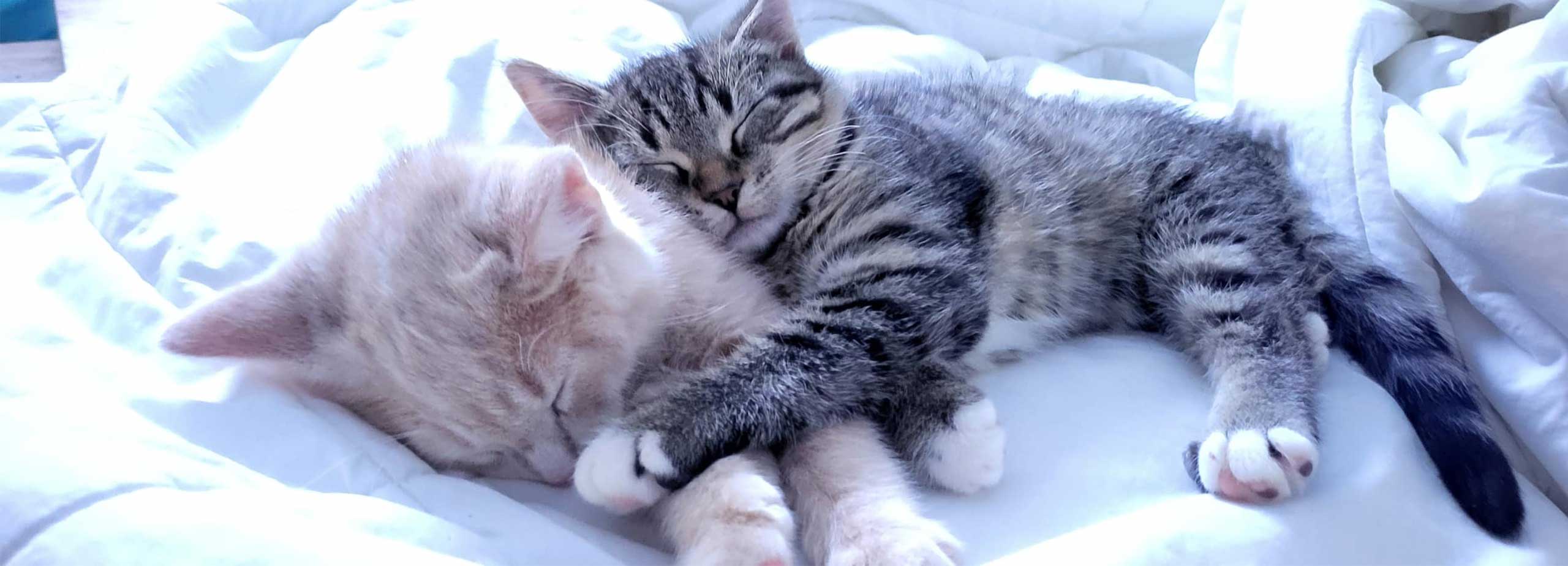 Two kittens, one tabby and one cream-colored, sleeping curled up together on a white blanket