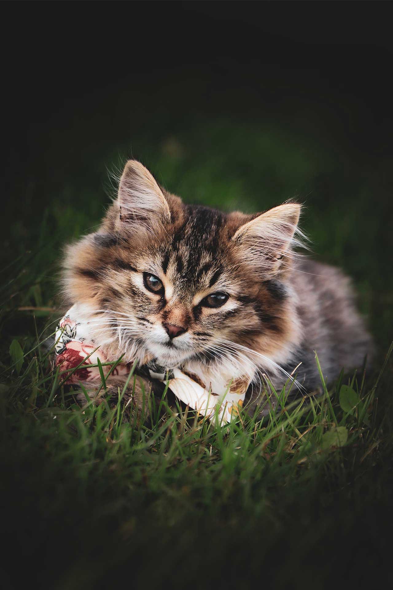 A fluffy brown tabby kitten wearing a floral bandana lying in the grass
