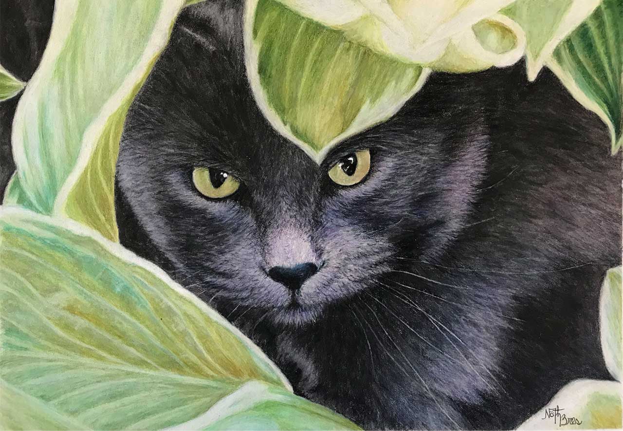 A detailed colored pencil drawing of a black cat peering out from behind large, light green hosta leaves