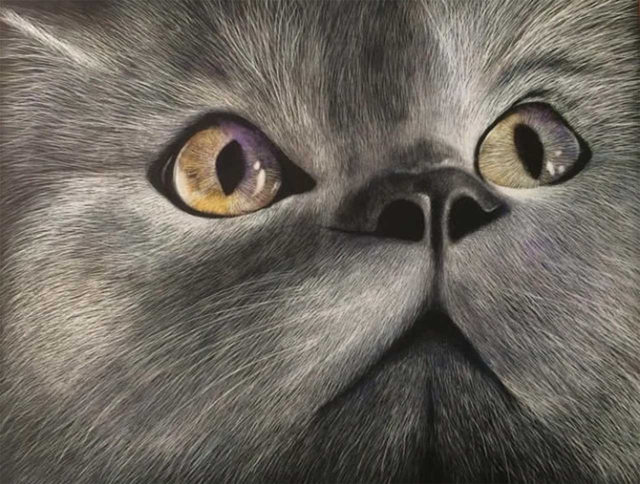 Close-up portrait of a grey cat with amber eyes looking upward