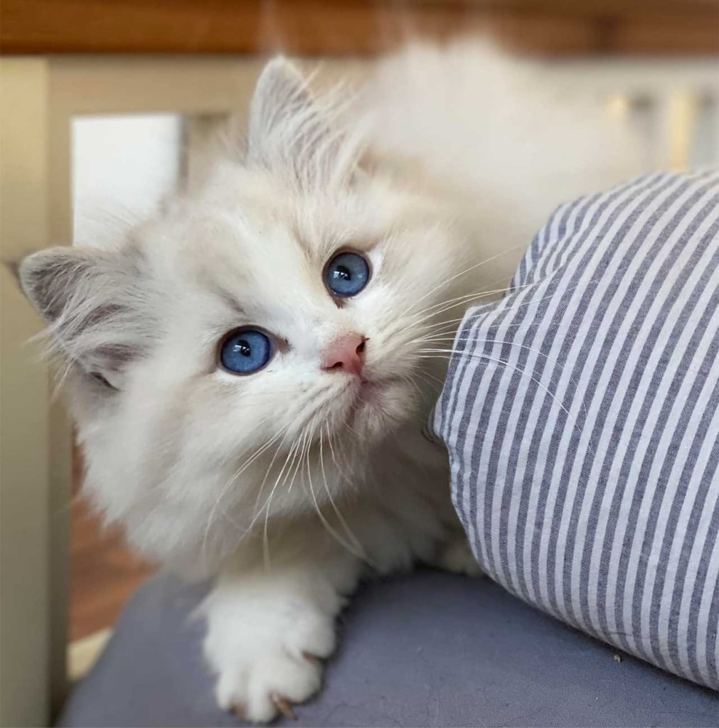 A fluffy white kitten with striking blue eyes looking up from behind a striped pillow