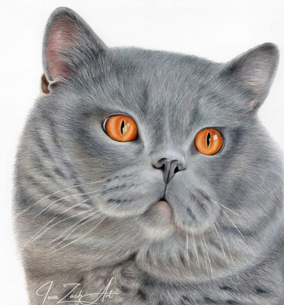 A detailed colored pencil drawing of a grey British Shorthair cat with striking orange eyes