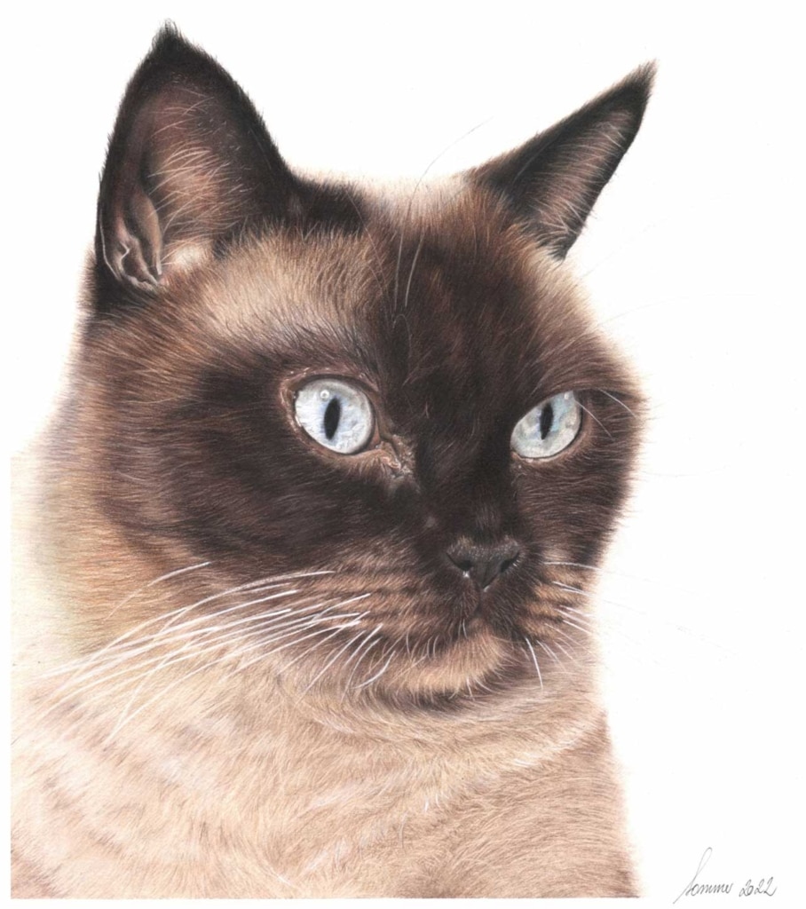 A realistic colored pencil drawing of a Siamese cat with striking blue eyes against a white background