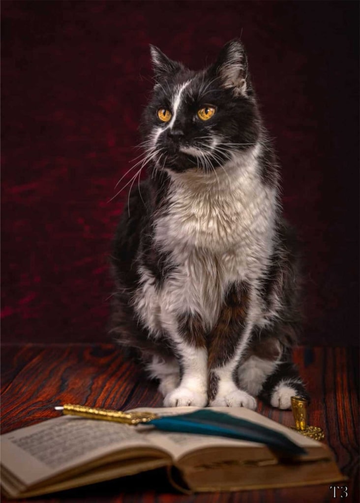 A black and white cat sitting on a wooden surface behind an open book with a quill pen