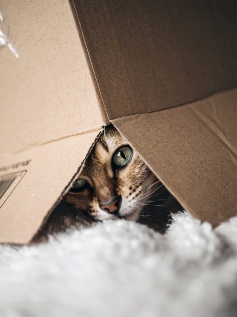A cat with green eyes peeking out from under the flap of a cardboard box
