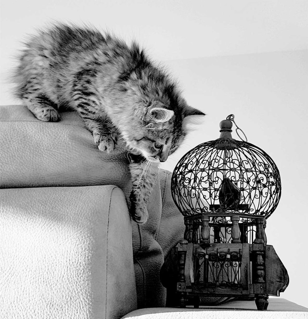 A fluffy tabby cat perched on a sofa, looking down at a decorative birdcage containing a dark object
