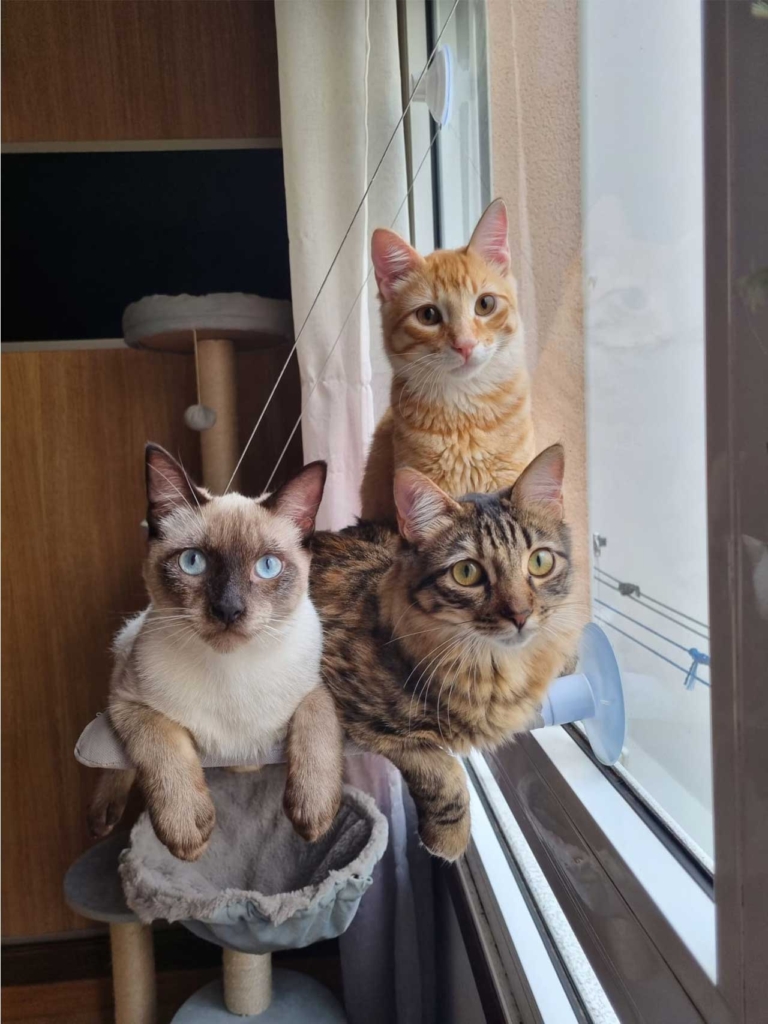 Three cats sitting together on a window-mounted cat perch