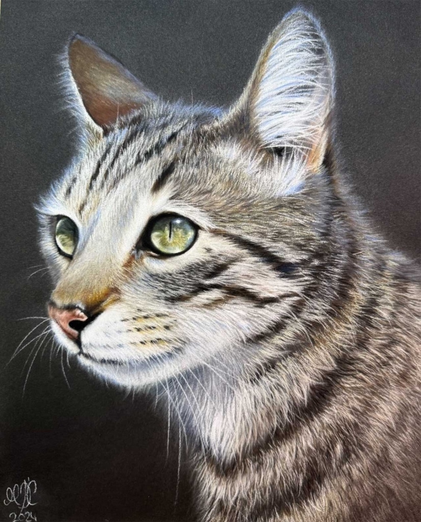 A detailed colored pencil drawing of a tabby cat's head and shoulders against a black background