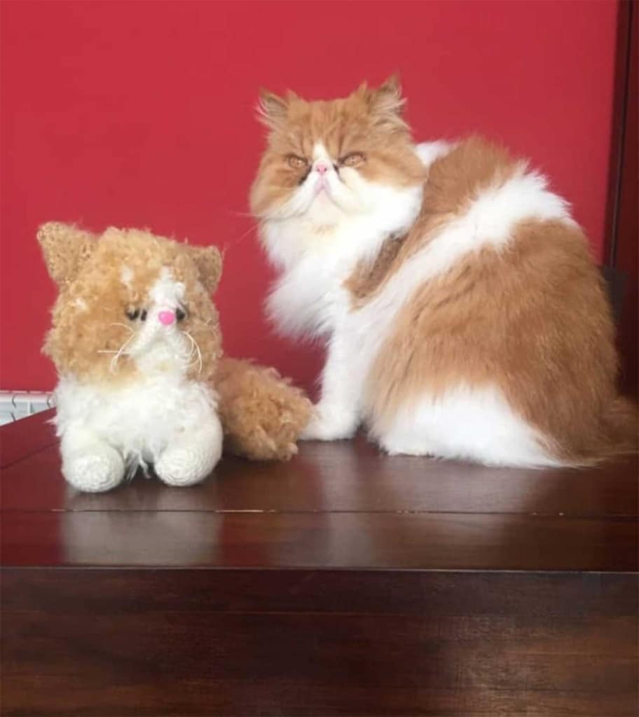A fluffy ginger and white Persian cat sitting next to a matching plush toy on a wooden surface against a red background