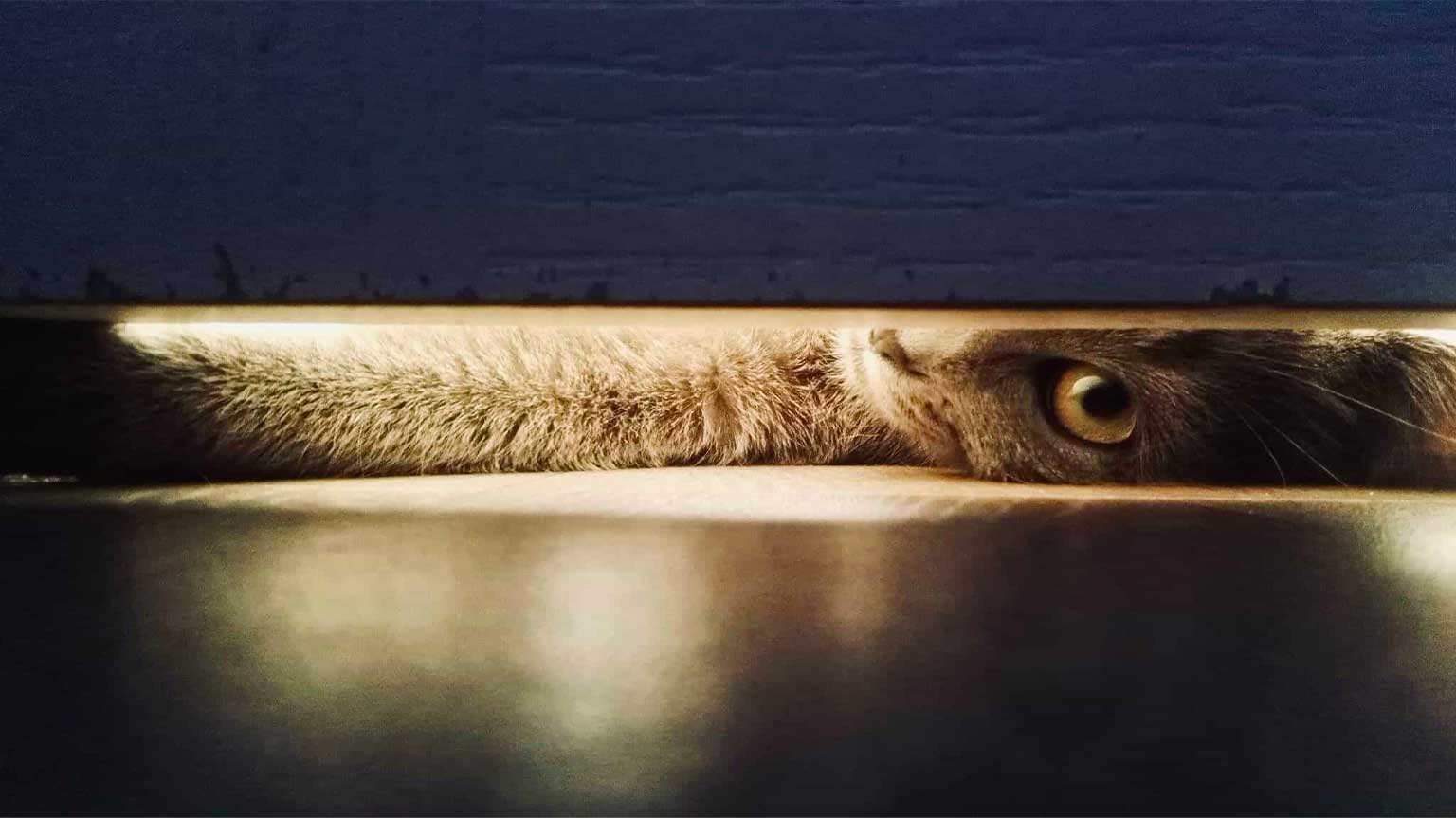 A cat's eye and fur visible through a narrow gap under a door
