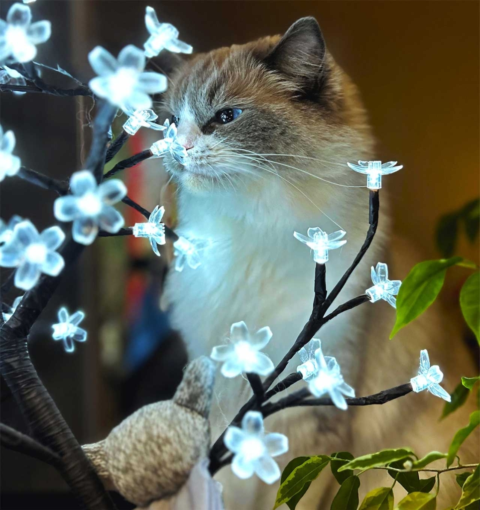 A fluffy cat sniffing a decorative tree with glowing white flower-shaped lights
