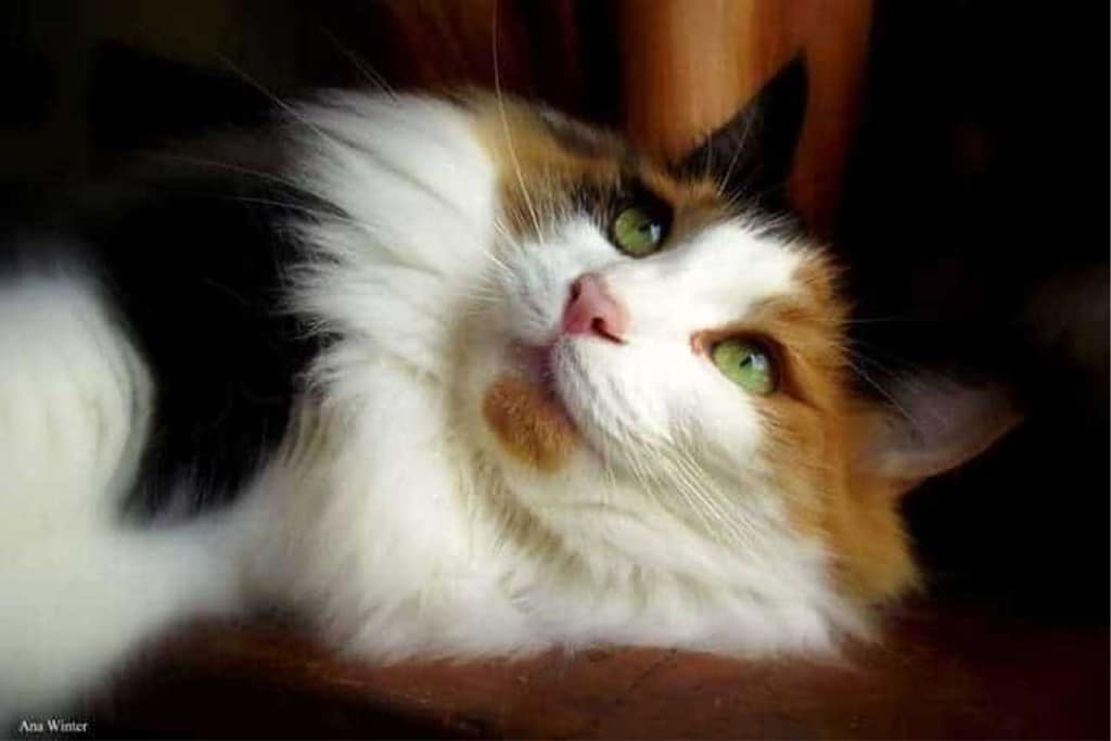 A long-haired calico cat with green eyes looking upward while resting on a dark surface