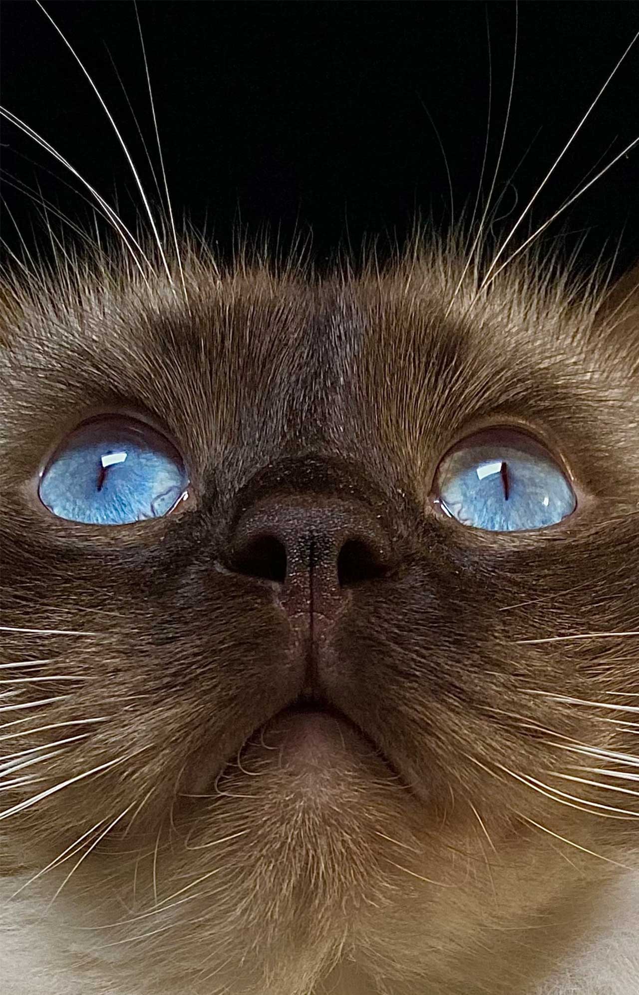 Close-up portrait of a Siamese cat with striking blue eyes and dark fur against a black background