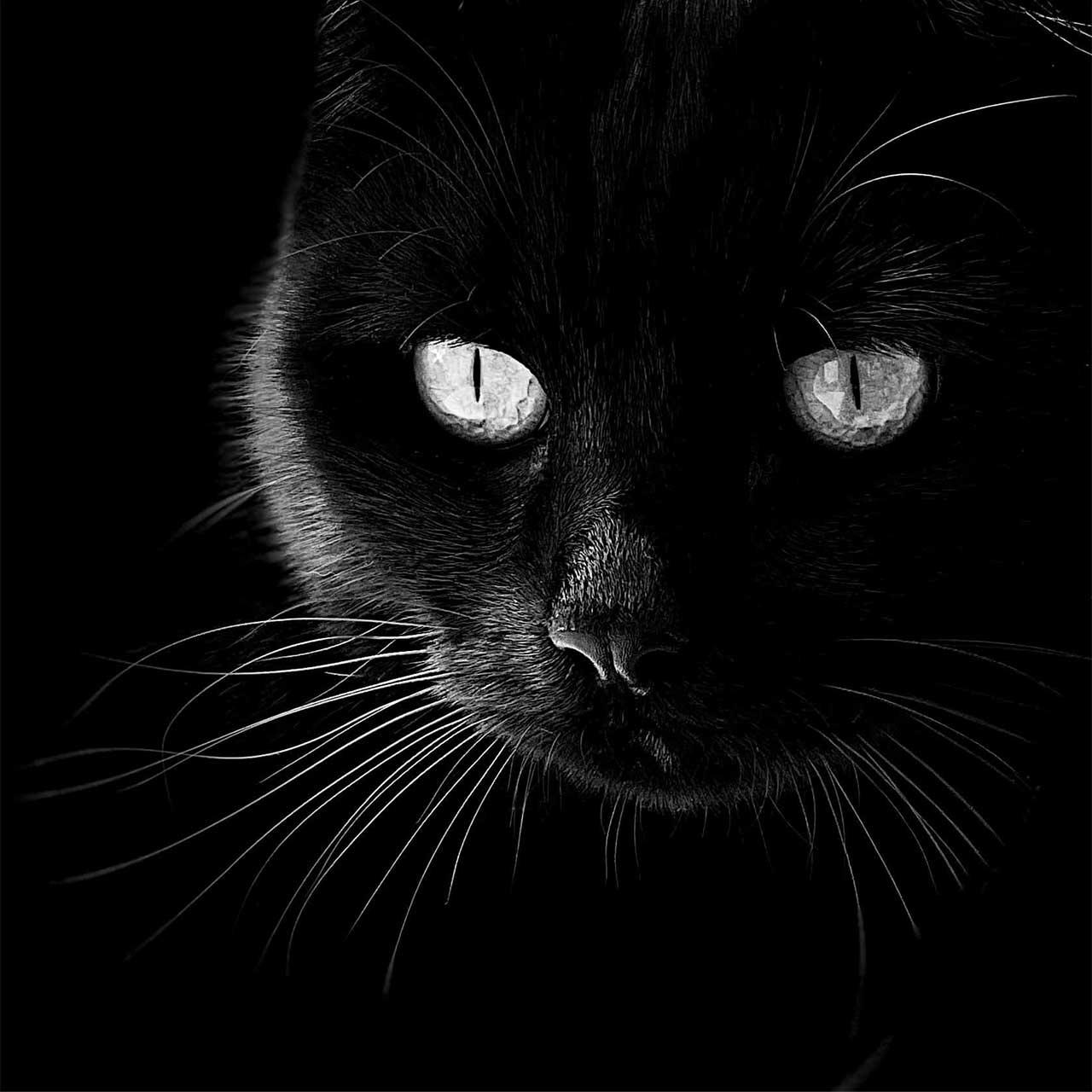 Close-up portrait of a black cat with striking, luminous eyes against a dark background