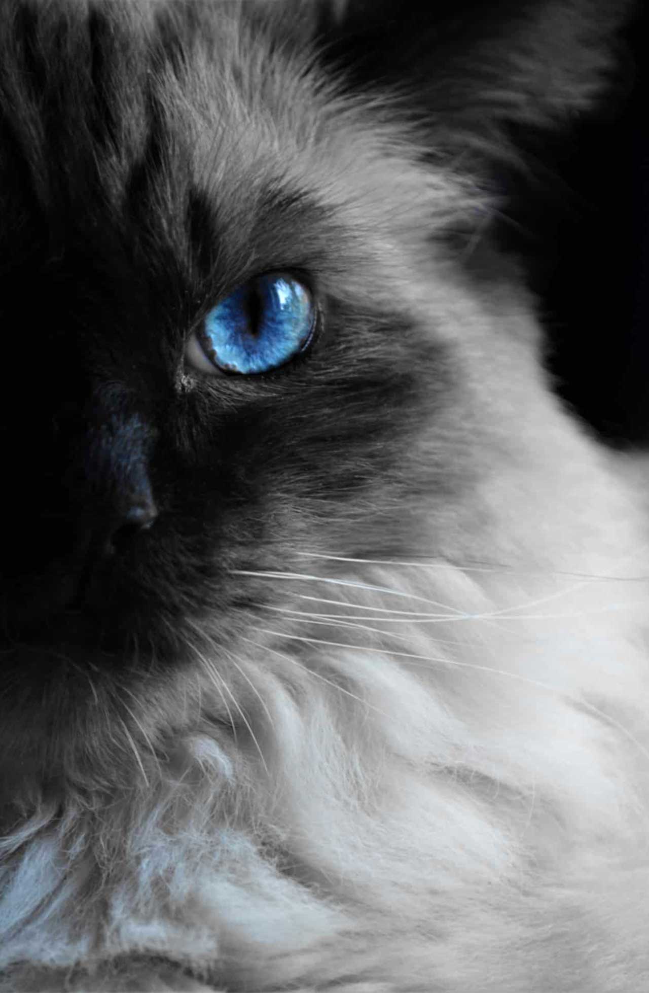 Close-up portrait of a long-haired cat with striking blue eyes and dark facial markings