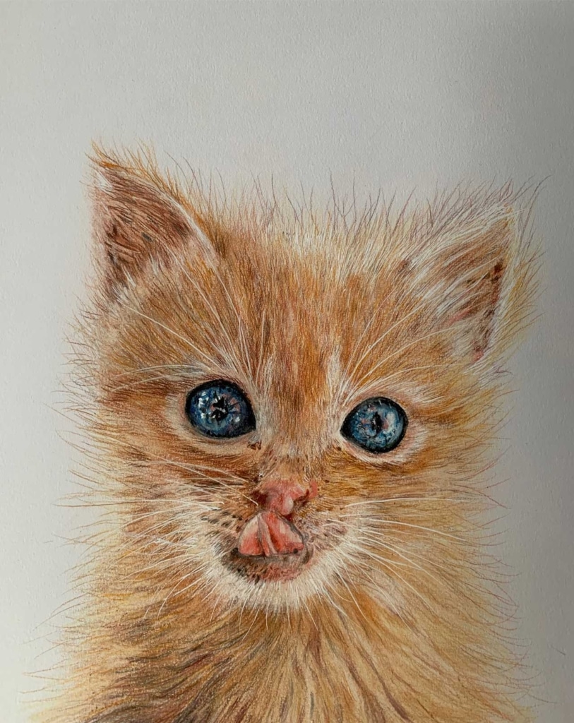 A detailed colored pencil drawing of a fluffy ginger kitten with bright blue eyes and its tongue sticking out
