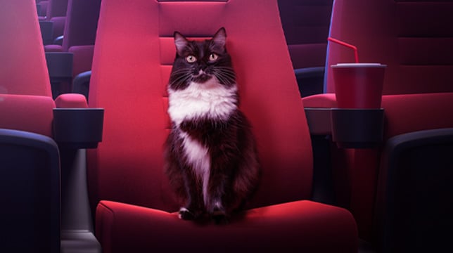 Gatos no cinema