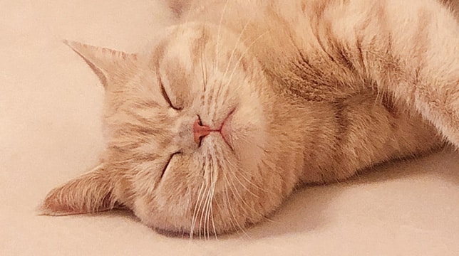 Button - Sleepy cats