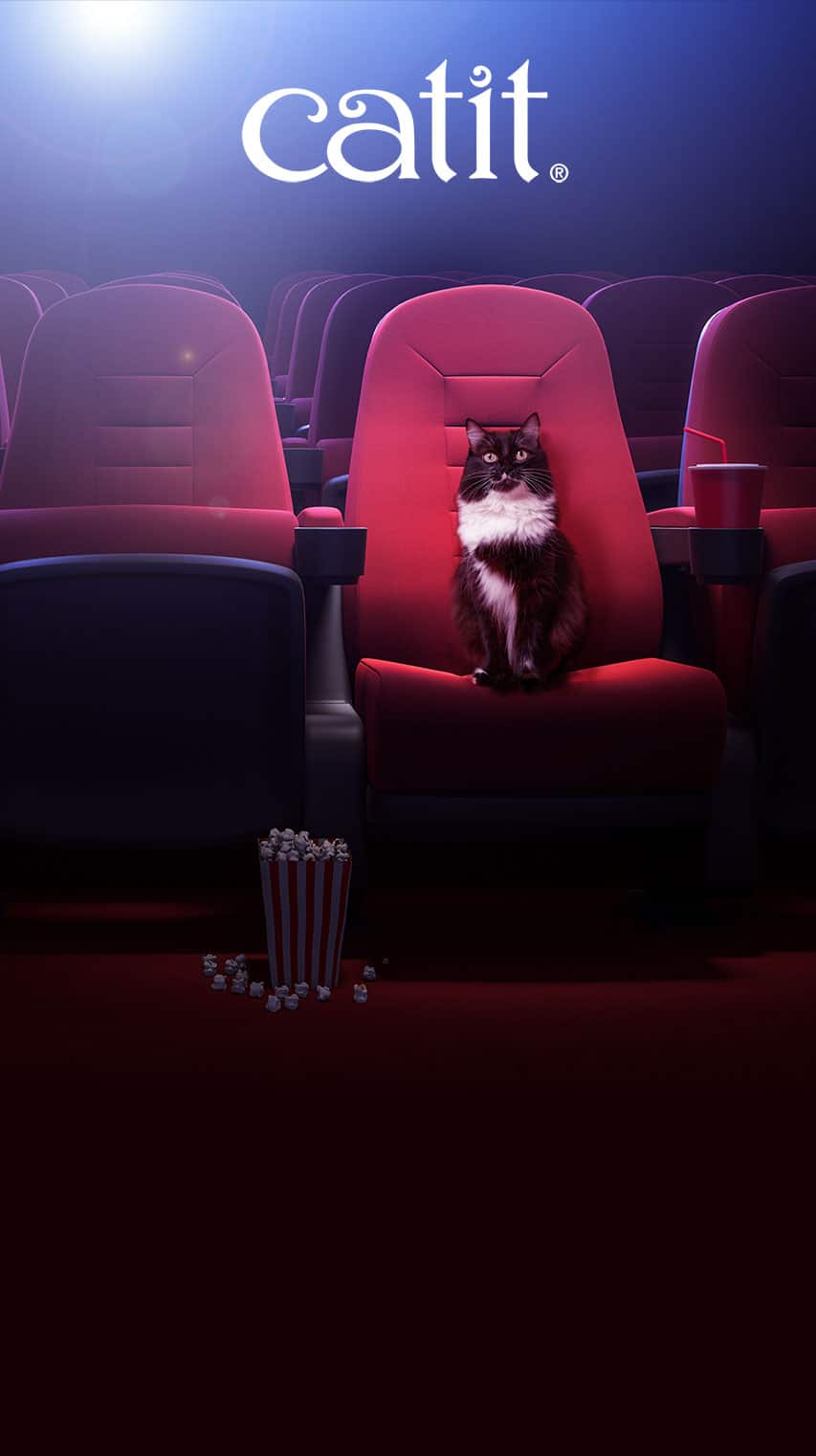映画の中の猫