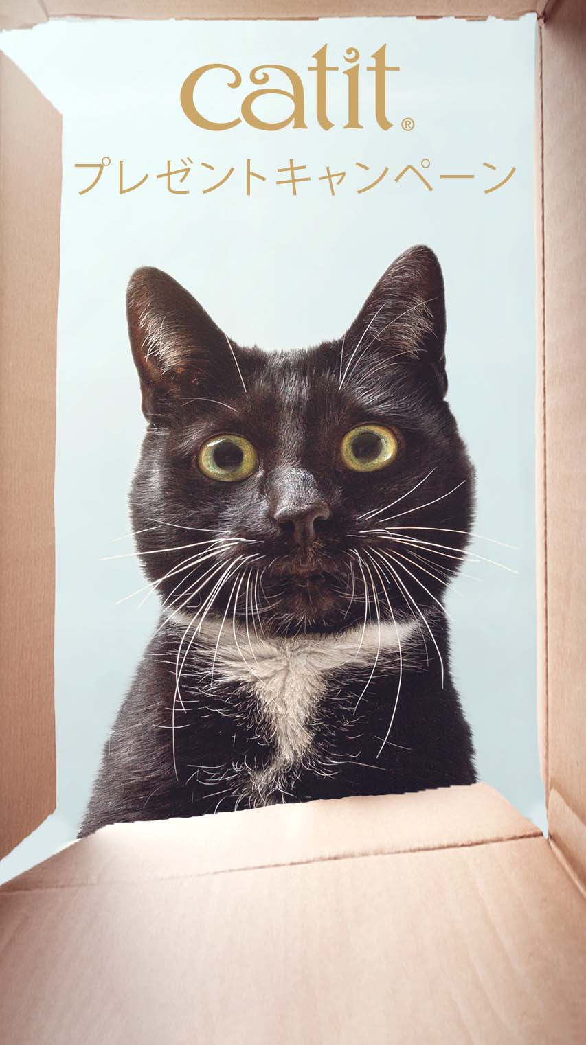 My Cat プレゼントキャンペーン