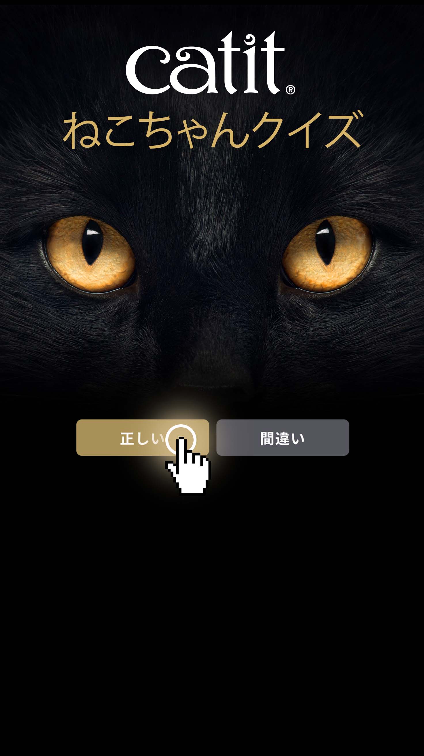 ねこちゃんクイズ