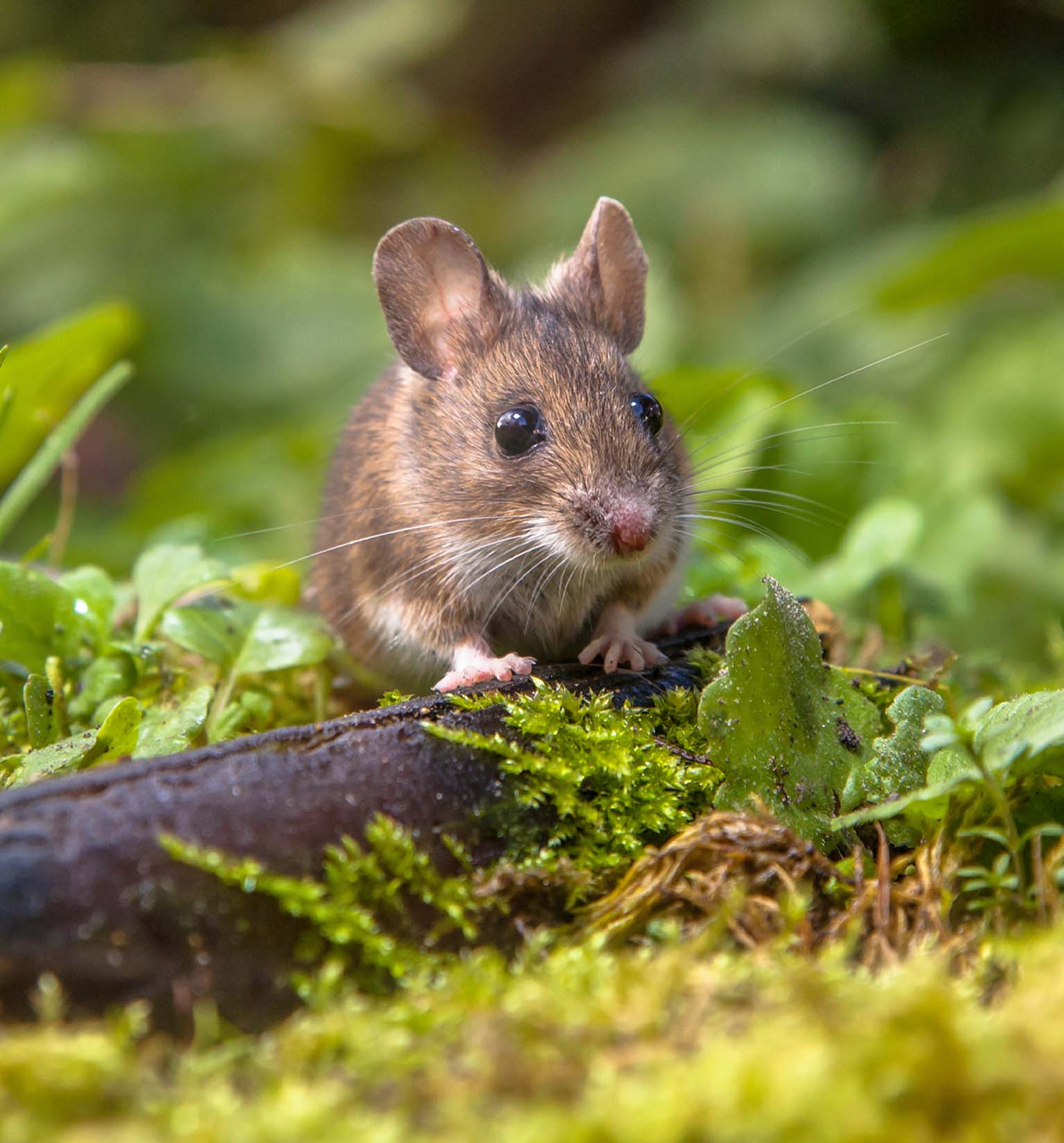 4 redenen waarom muizen geweldige dieren zijn