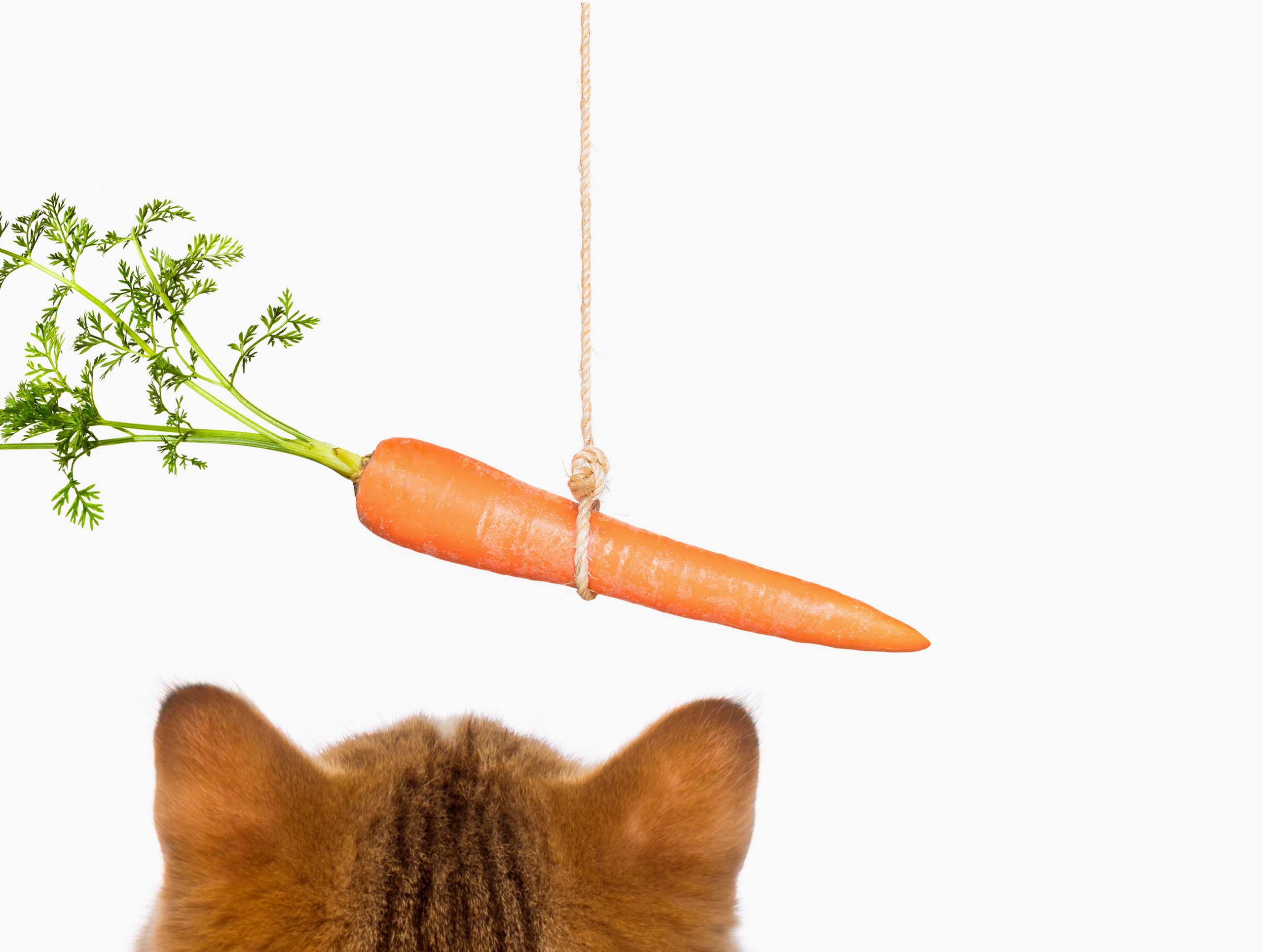 A cenoura é boa para o meu gato?