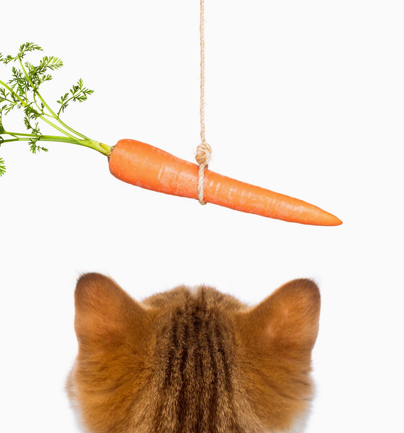 A cenoura é boa para o meu gato?