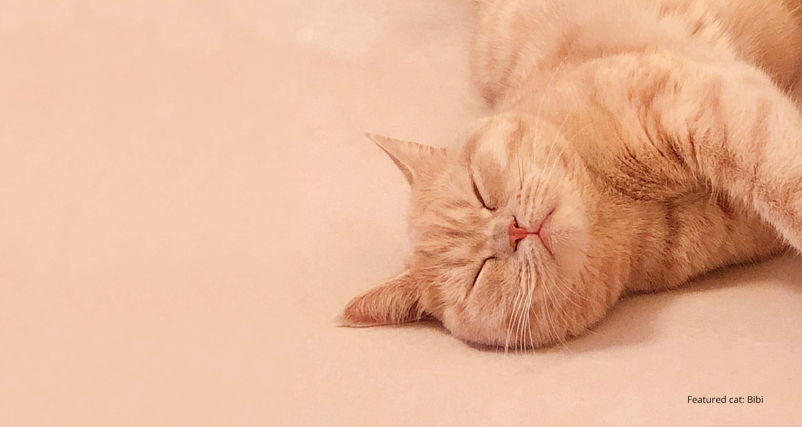 A ginger tabby cat named Bibi sleeping peacefully on a light-colored surface
