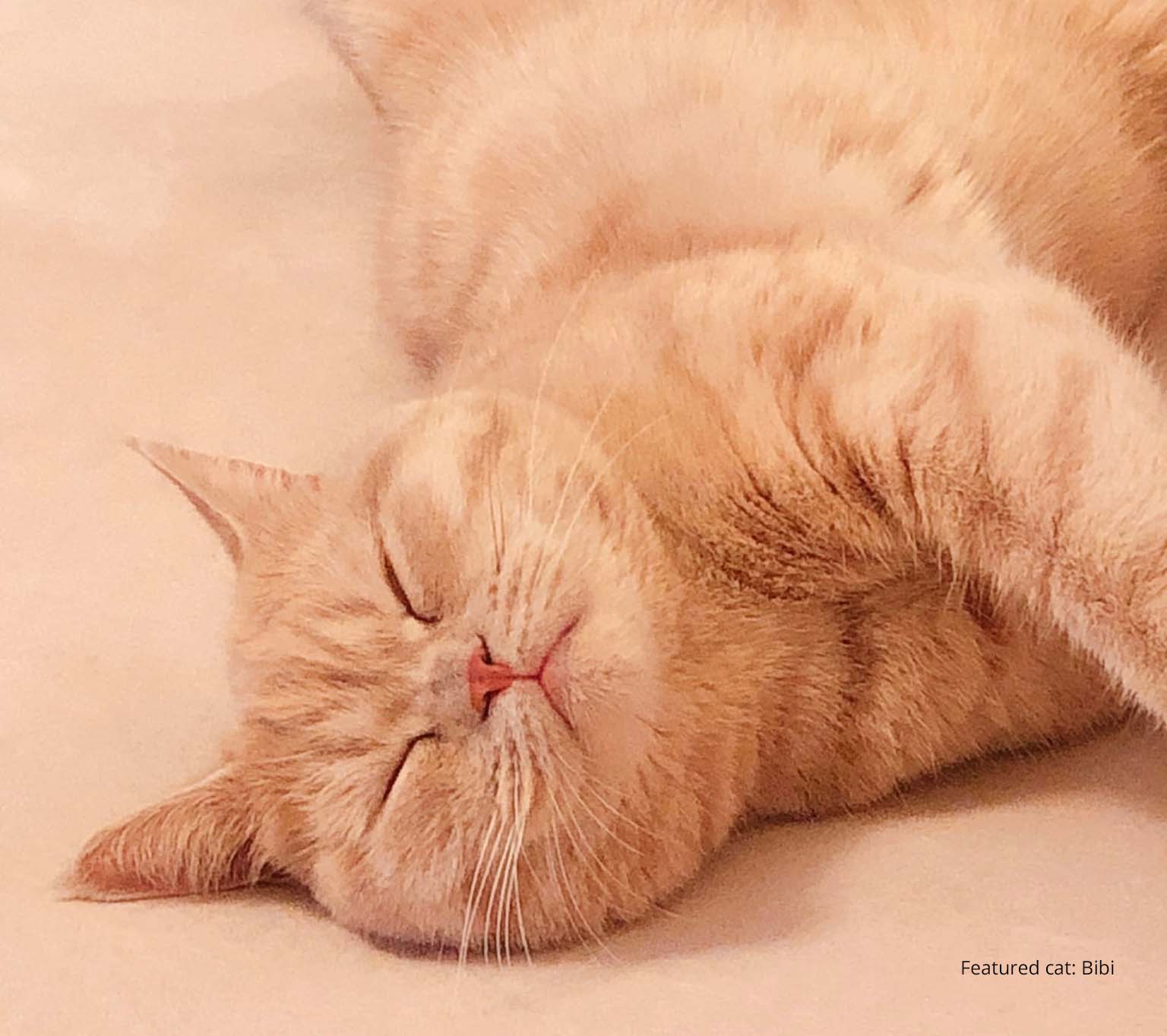 A ginger cat named Bibi sleeping peacefully on a light-colored surface