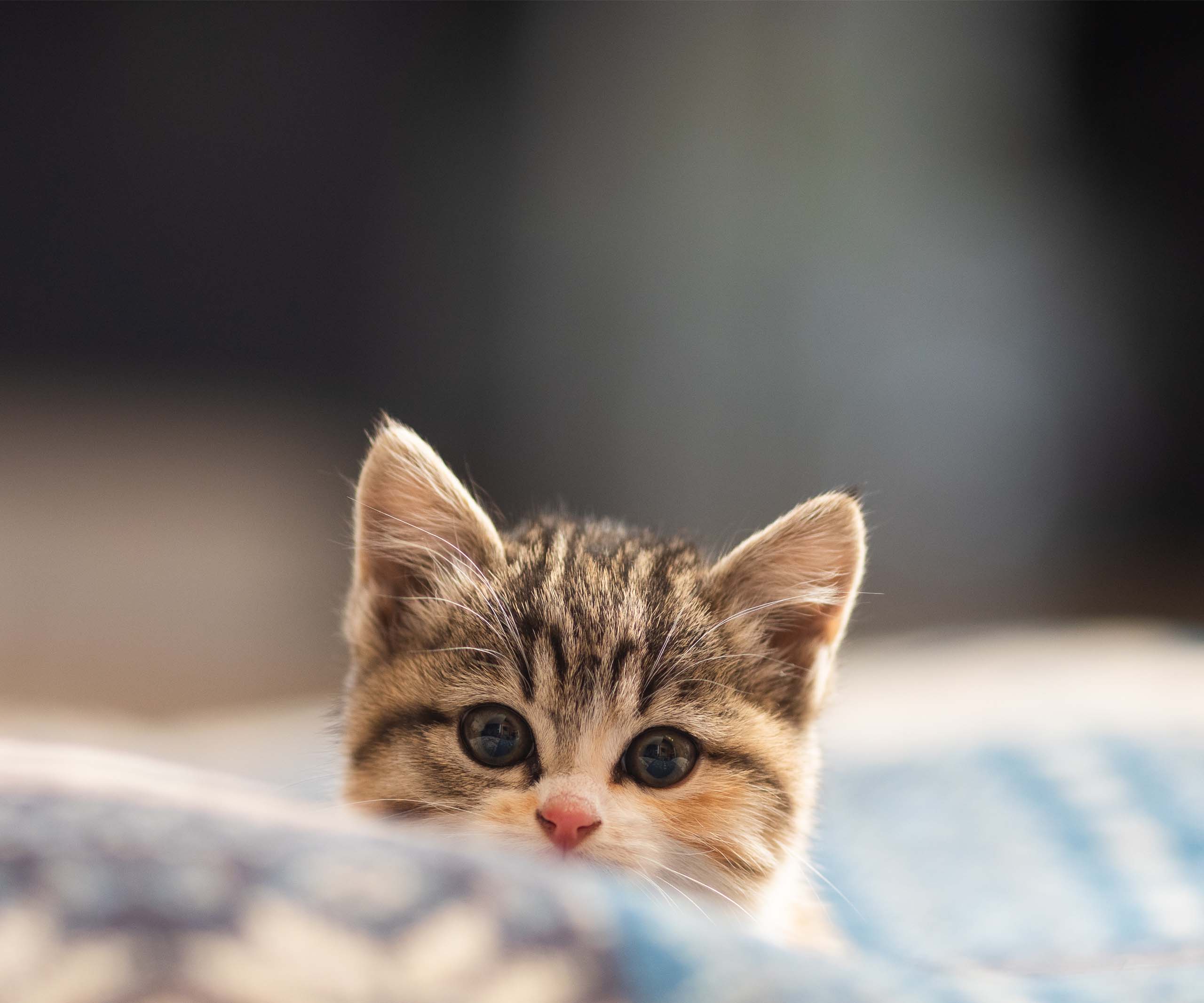 4 powody, dla których koty mogą reagować na dźwięk „kici-kici”