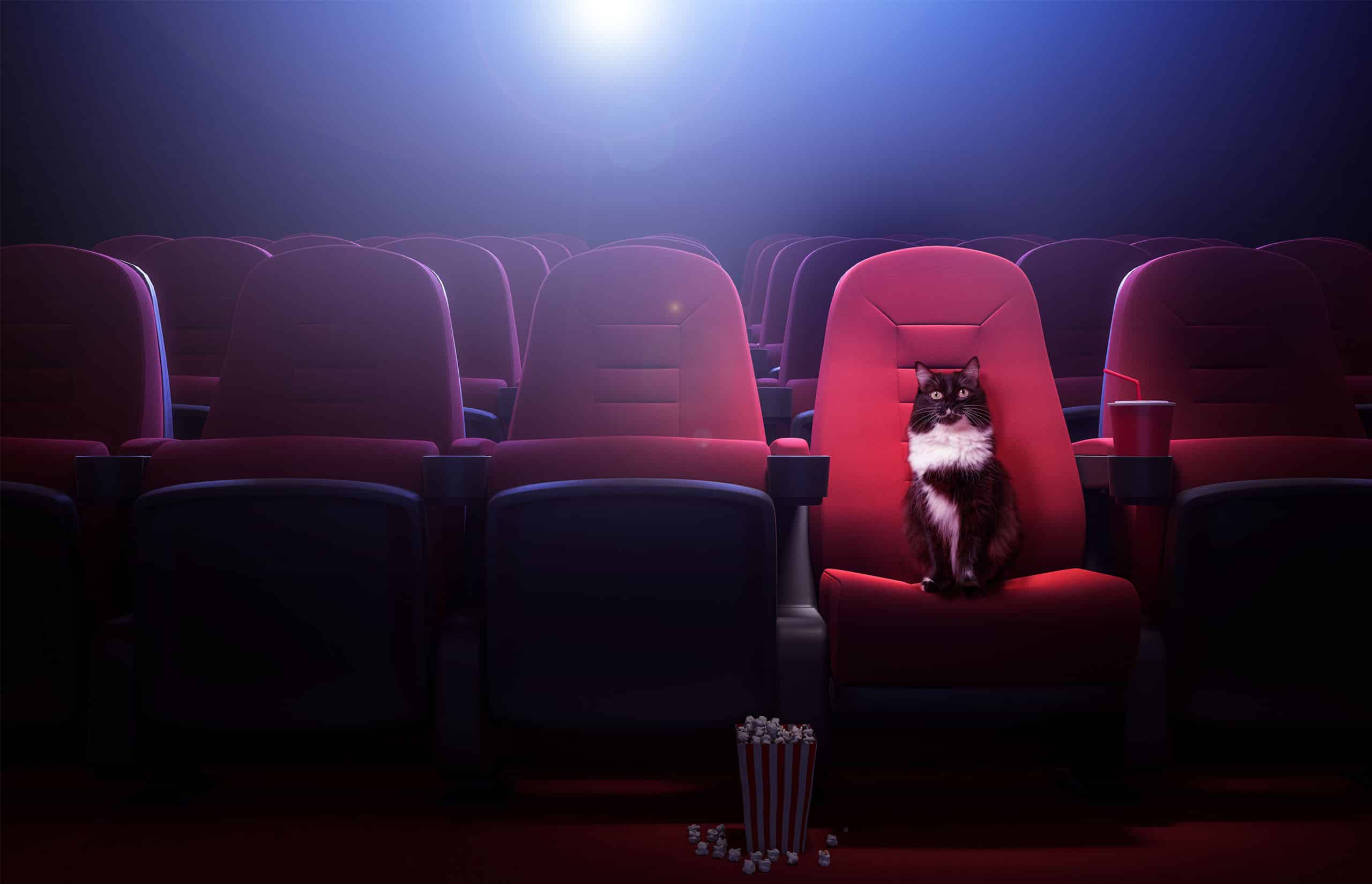 Los gatos en el cinema