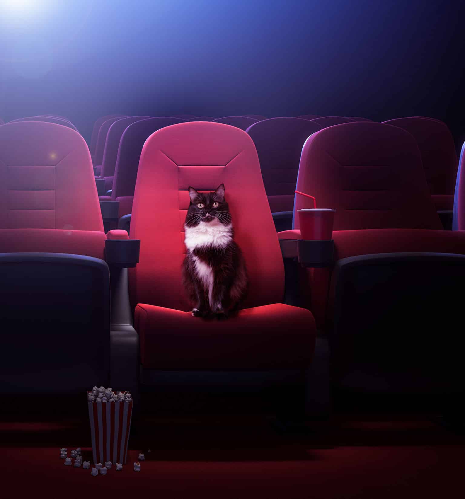 Los gatos en el cinema