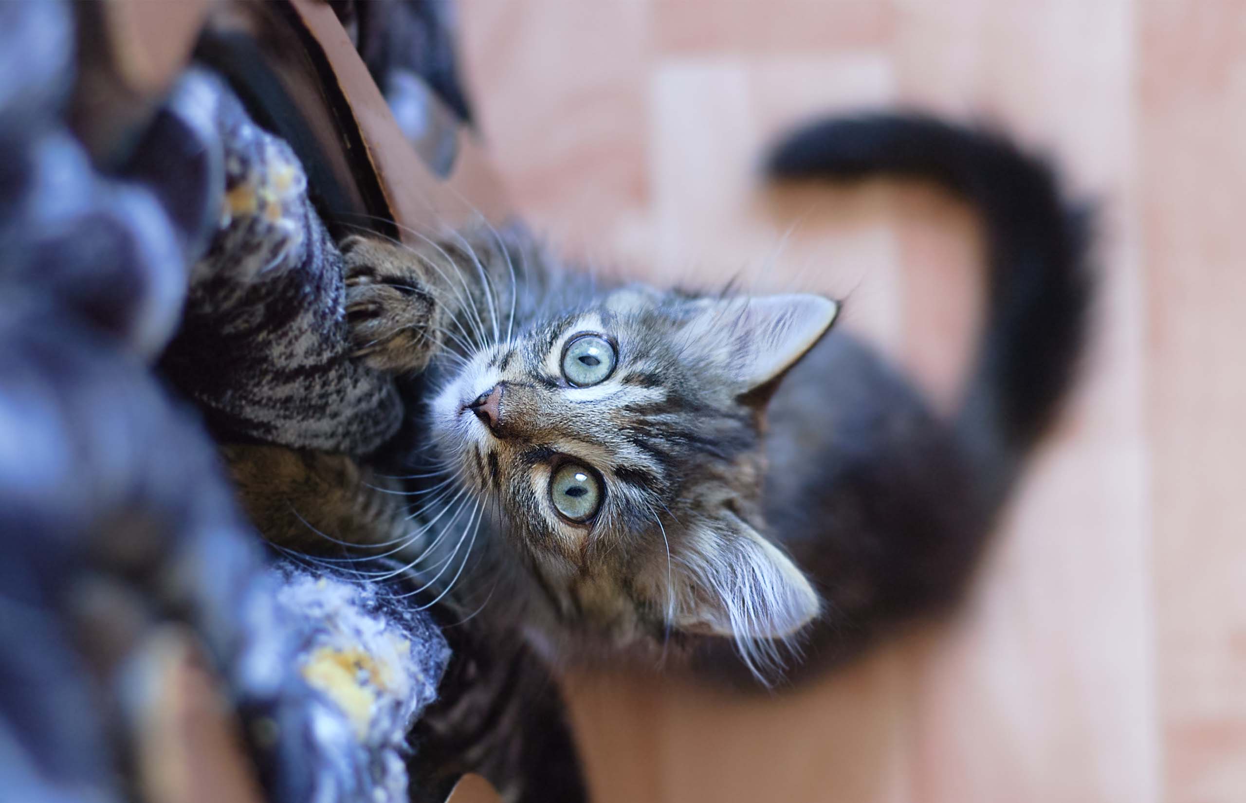 Dlaczego koty lubią drapać Twoje rzeczy?