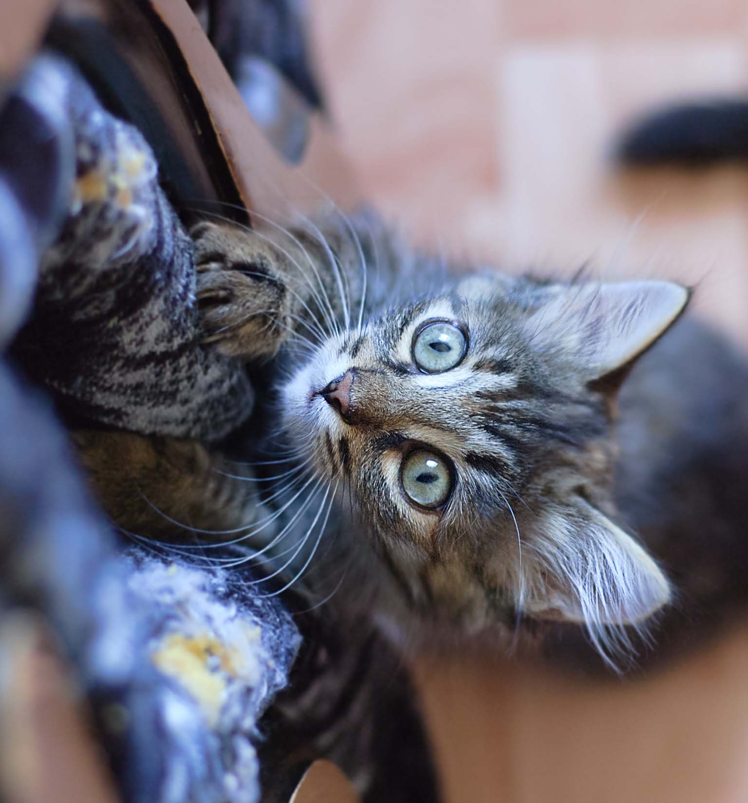Dlaczego koty lubią drapać Twoje rzeczy?
