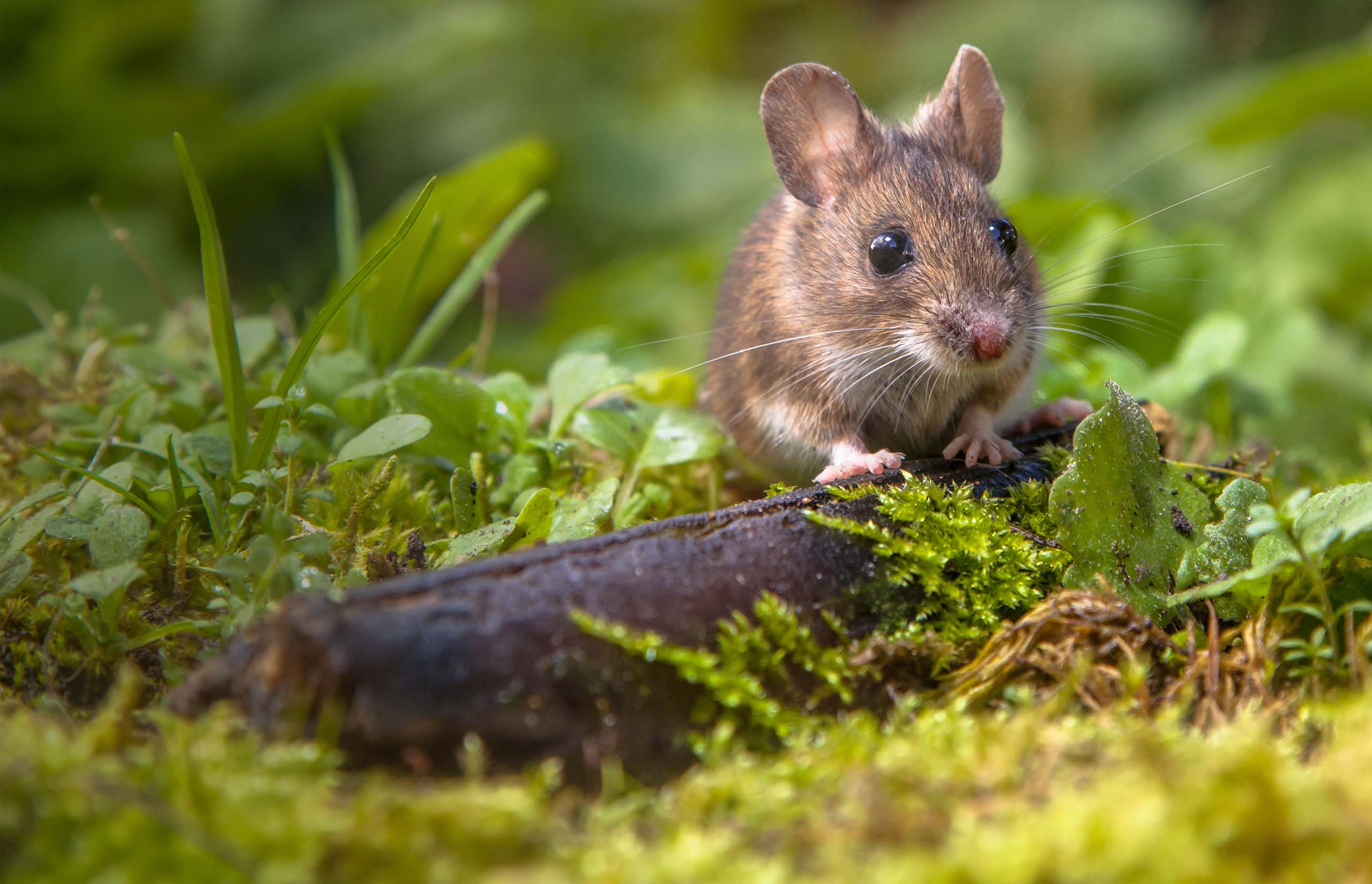 4 razones por las que los ratones son animales asombrosos
