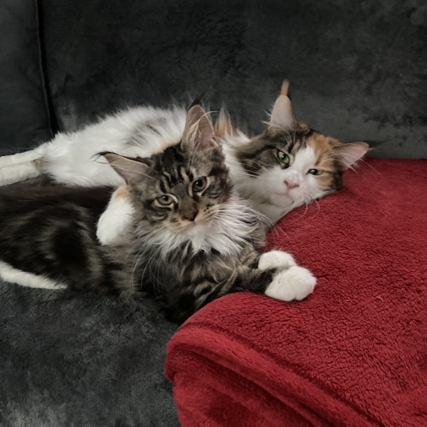 cat named Madonna & Shakira