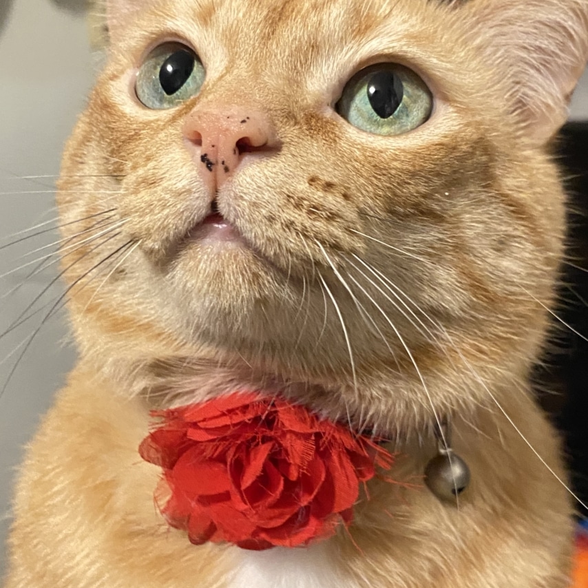 Nala