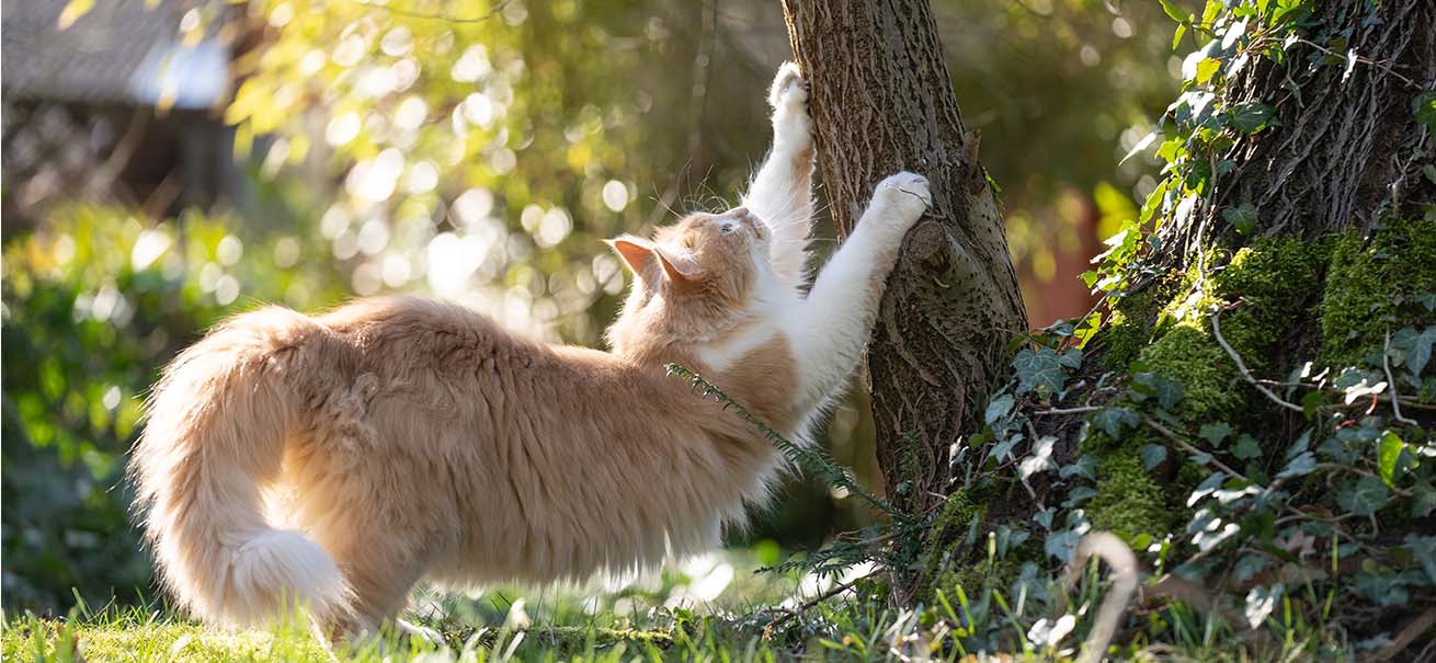 Kat markeert een boom