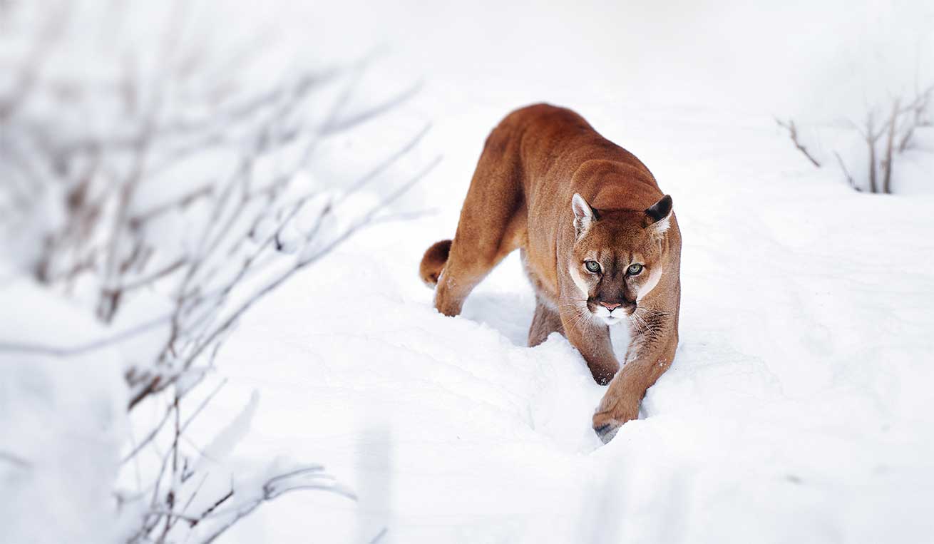 Pumas survived the last Ice Age