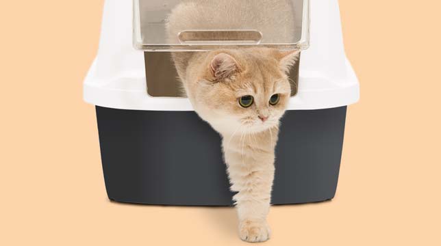 A light-colored cat stepping out of a covered litter box against a solid light orange background