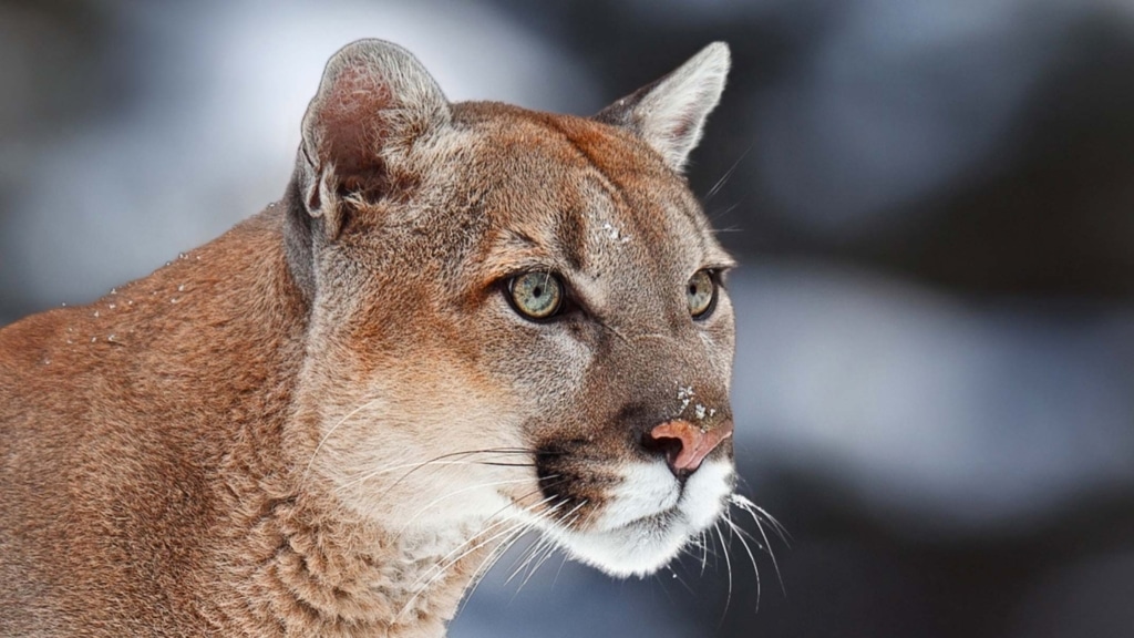 10 choses à savoir sur les cougars