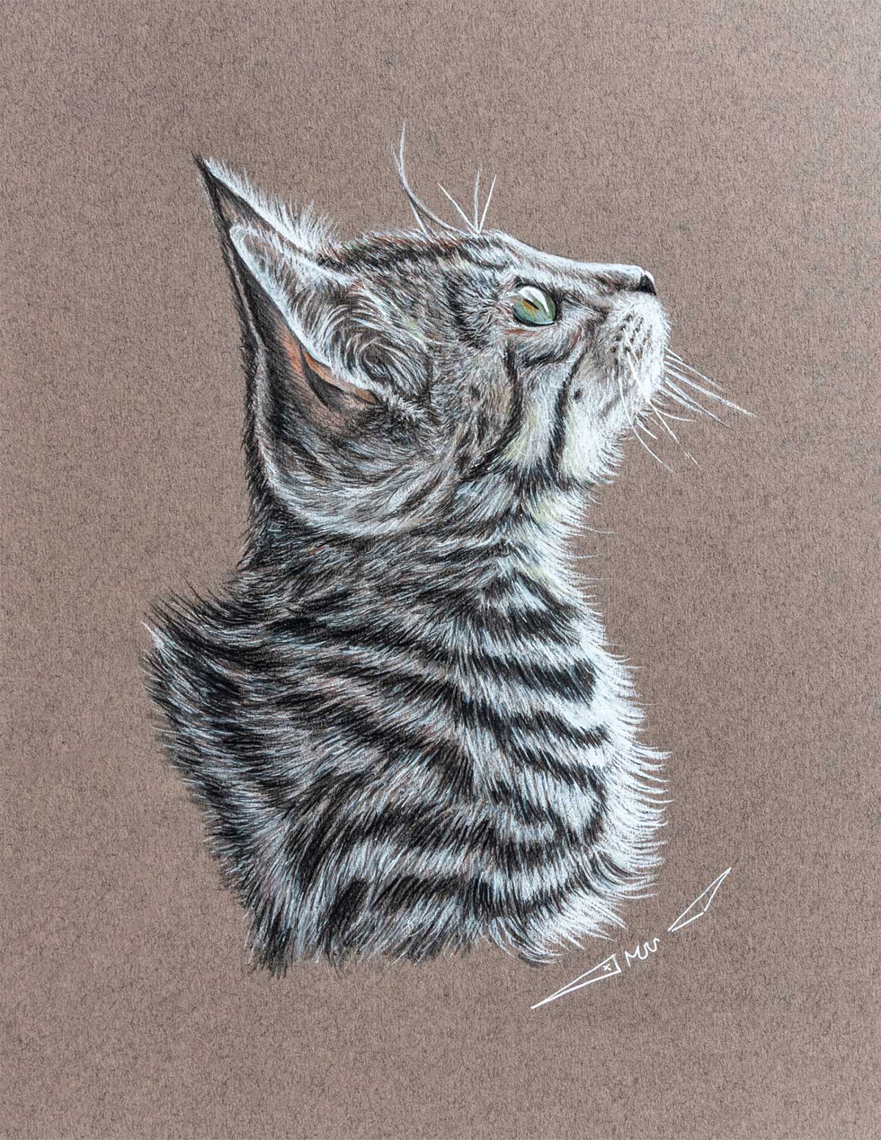 A detailed colored pencil drawing of a tabby cat in profile, looking upward against a brown background