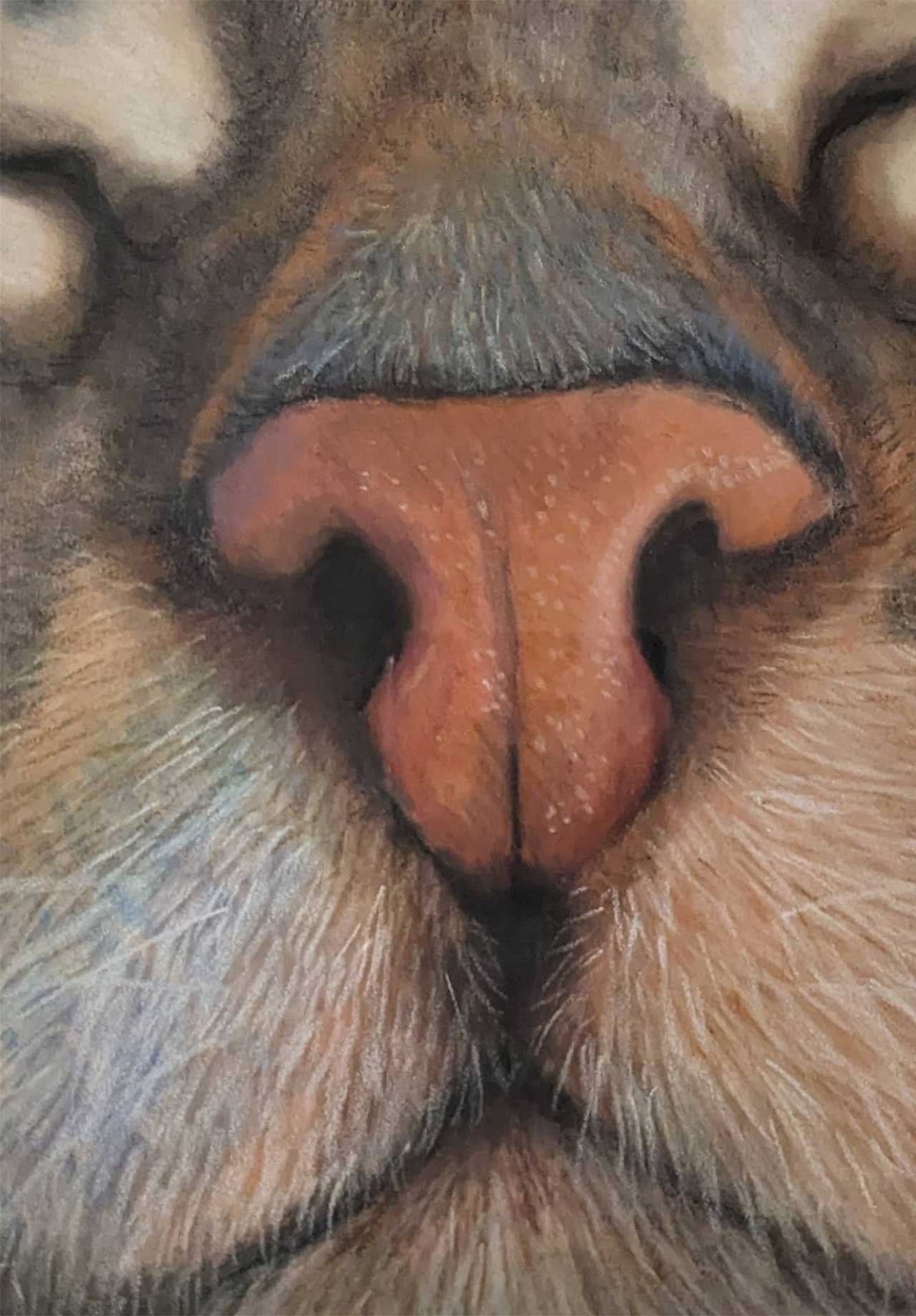 Close-up of a cat's nose and muzzle, rendered in a soft, artistic style
