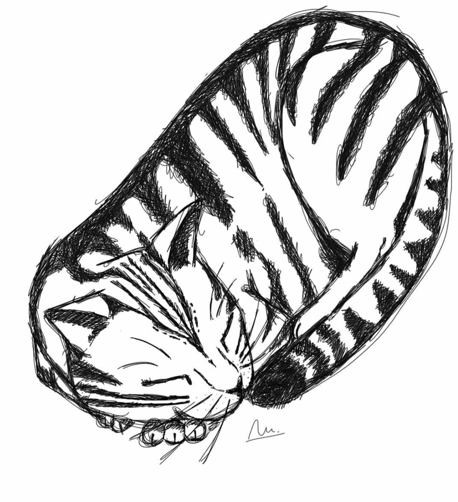 A black and white ink sketch of a tabby cat curled up asleep