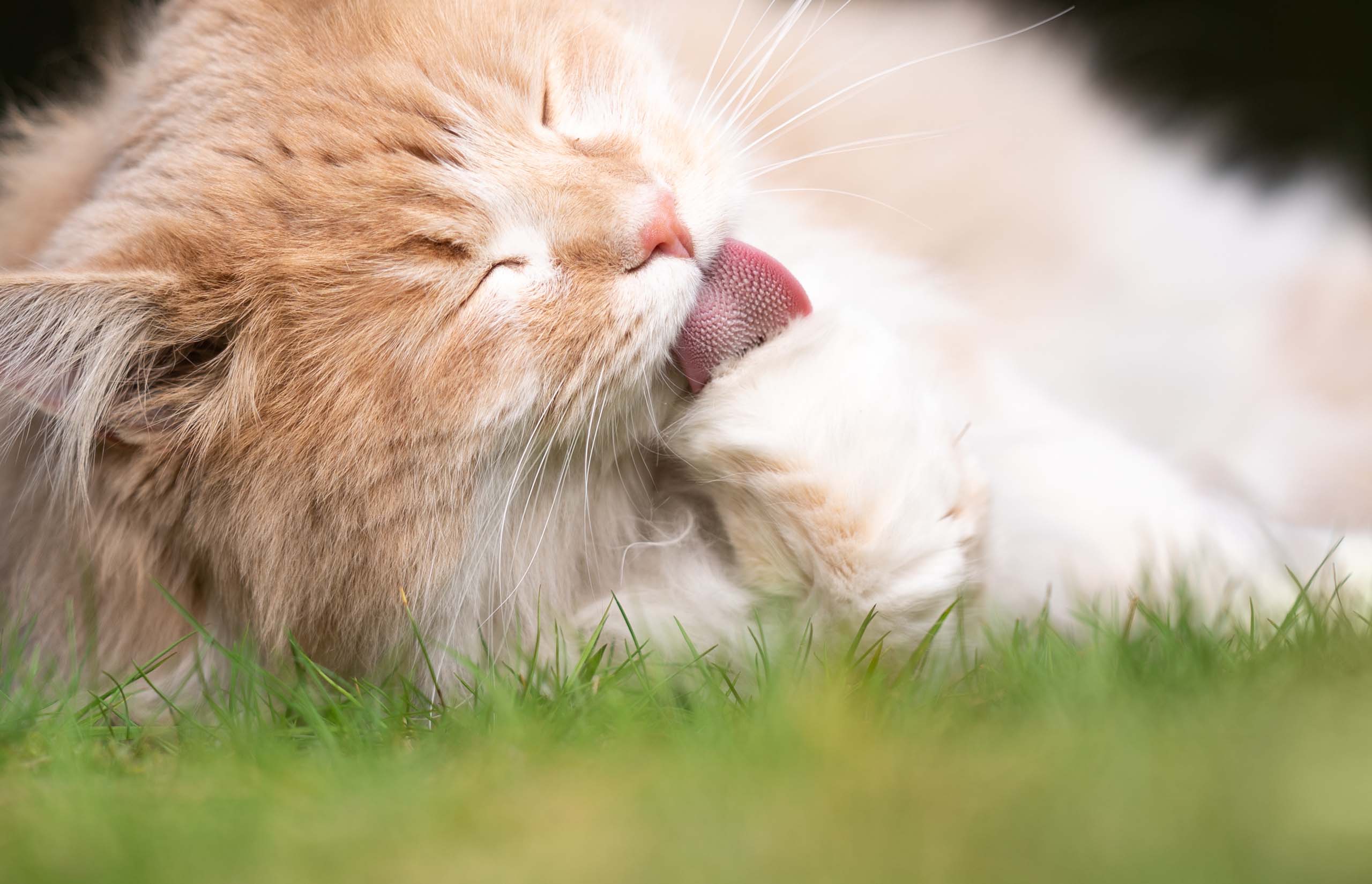 Dlaczego koty wymiotują kulami sierści?